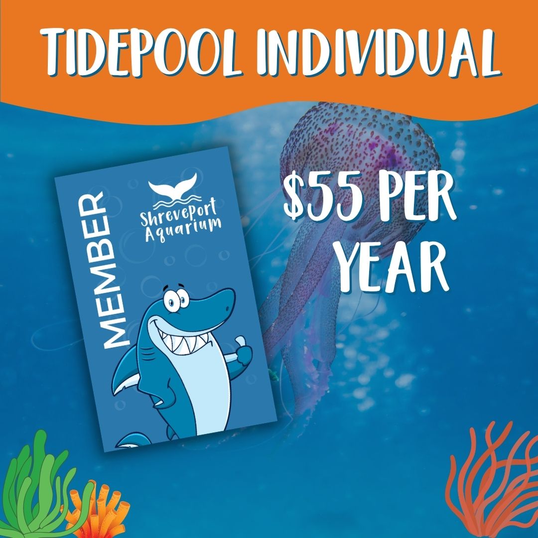 Web Tidepool Individual Membership