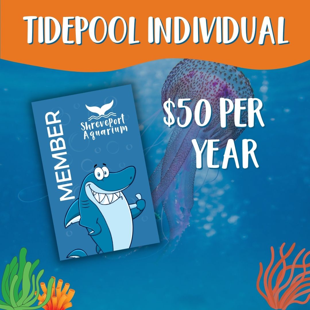 Web Tidepool Individual Member
