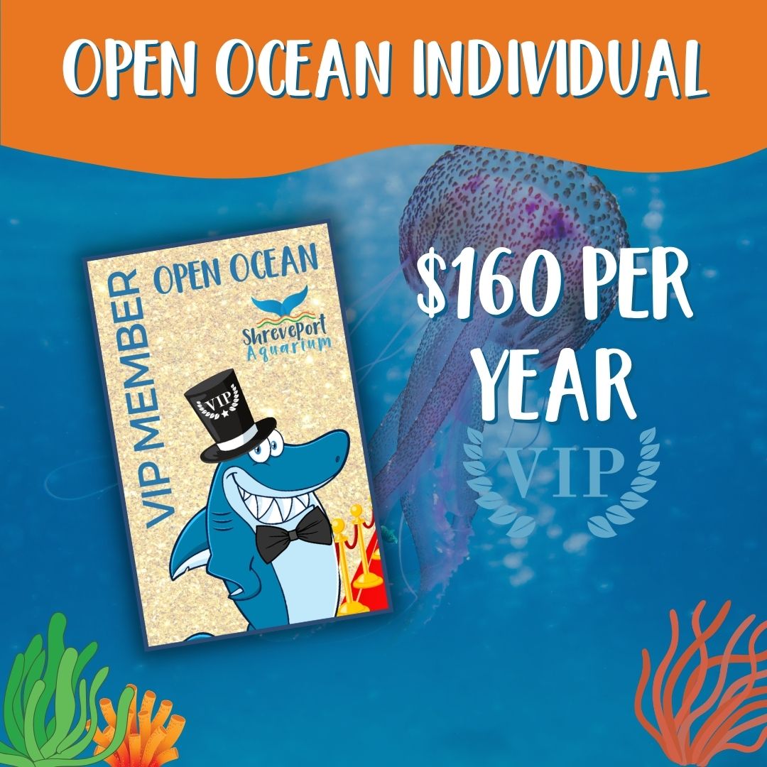 Web Open Ocean Individual Mem